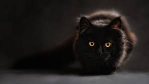 Biblical Meaning Of Cats In Dreams Interpretation And Meaning