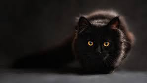 Black cat as a spirit, totem, & power animal. Biblical Meaning Of Cats In Dreams Interpretation And Meaning