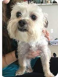 Toy poodle rehoming and adoption. 19 Best Dogs For Adoption In Lafayette Indiana Ideas Lafayette Indiana Dogs Adoption
