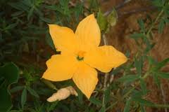 Image result for Cogniauxia