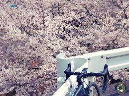 ガードレールの下は桜しかない これだけ桜に埋め尽くされた景色を撮らないわけにはいかないですね 桜 スペシャライズド specialized iamspecialized wearespecialized natural landmarks cycling landmarks