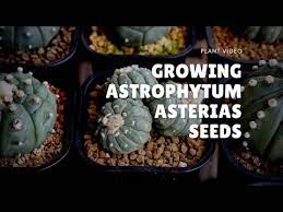 While sowing, do not cover the small seeds with the. How To Grow Astrophytum From Seed Picky Prickly Plants