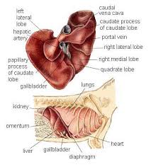 Intestinal cancer throws up symptoms that are similar to symptoms caused by inflammation or obstruction in the intestinal passage. An Overview Of Symptoms Of Liver Problems In Canines