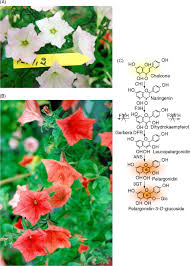 Primary requirement of a crop is the moisture. Ornamental Crop An Overview Sciencedirect Topics