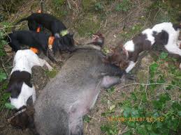 Moselle ( 57 ) date d'inscription : Accueil Elevage De La Dent Dure Eleveur De Chiens Petit Epagneul De Munster