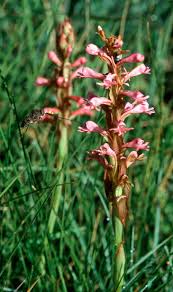 Image result for Satyrium macrophyllum