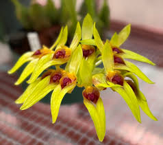 Image result for Littonia modesta