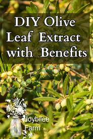 Following are some of the key ways that omega oils can impr. Diy Olive Leaf Extract With Benefits