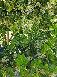 Image result for Apodytes dimidiata