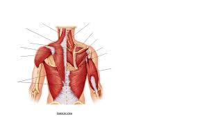 The back has a total of 40 muscles. Muscle Locations Back Muscles Diagram Quizlet