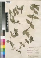 Image result for Spermacoce princeae