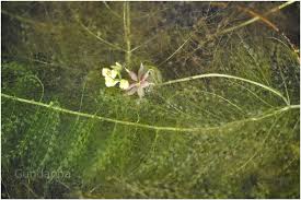 Image result for Utricularia stellaris