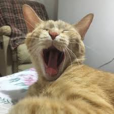 Tc Nazan Ficici Adli Kullanicinin Kedi Cats Panosundaki Pin Evcil Hayvanlar Cats Hayvanlar