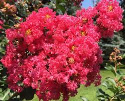 *pink trumpet tree (tabebuia impetiginosa 'pink cloud'): Our 5 Best Flowering Trees For Southern California Landscaping Pacific Outdoor Living Flowering Trees California Landscaping Crape Myrtle