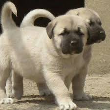 Nevra Atik Adli Kullanicinin Animals World Panosundaki Pin Kangal Kopegi Ev Kopekleri Ve Kopek Turleri