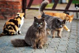 International cat day 2021 is celebrated on august 8 every year. International Cat Day In 2021 History Date Activities To Do