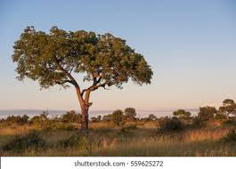 Image result for Sclerocarya