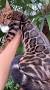 Video for Beauty Wild - élevage Bengal, British et Maine coon