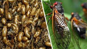 Periodical cicadas by gene kritsky, unknown edition last edited by open library bot. Billions Of Cicadas Expected In Spring Of 2021