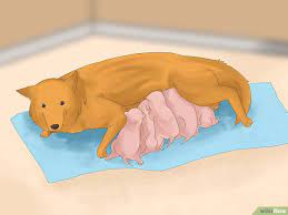 6 Ways To Care For Newborn Puppies Newborn Puppies Puppies Pregnant Dog