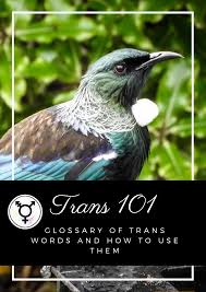 Sexually fluid vs pansexual full body indonesia terbaru. Trans 101 Glossary Of Trans Words And How To Use Them Gender Minorities Aotearoa
