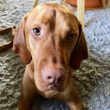 Top quality hungarian vizslas from own breed in their country of origin… breeder of dual purpose vizslas bred from the best international bloodlines… Hungarian Vizsla