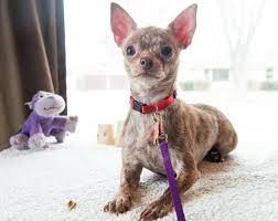 Chihuahua puppies will go through a teething stage where they will have the desire to chew. Adopt Sparrow On Petfinder Chihuahua Dog Adoption Chihuahua Love