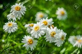 Jul 02, 2018 · white flowers for summer. White Flowers Of Double Chrysanthemum With A Yellow Center Grow In The Garden Spring Garden Flowers On A Sunny Day Stock Photo Picture And Royalty Free Image Image 145978979