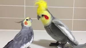 Untitled In 2020 Cute Animals Pet Birds Funny Animal Videos