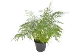 Image result for Pteris dentata