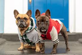 We had to modify the. Frenchie Dog Hoodie Red Varsity Frenchie Bulldog