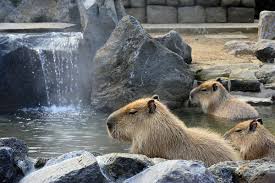 Pohon ek, bambu, fir, beech dan sakura. 10 Hewan Luar Biasa Yang Terdapat Di Jepang