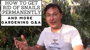 They are especially prevalent in climates with ample moisture or how snails and slugs damage plants. How Do You Get Rid Of Snails Permanently And More Gardening Q A Youtube