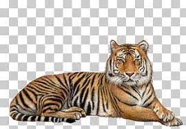 Download Tiger Png In 2021 Watercolor Tiger Clip Art Tiger Illustration