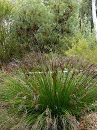 An Australian Native Grass On Display At The National Botanical Gardens In Canberra Australian Native Garden Australian Garden Modern Australian Garden