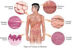 The english tissue derives from the french word tissue, meaning that something that is woven, from the past participle of the verb tisser, to weave. Tissue Level Of Organisation Animal Tissues
