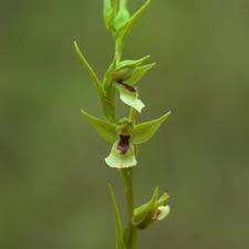 Image result for Neobolusia