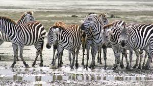 Region Spotlight Mandusi Swamp Is A Marshy Floodplain Formed By The Munge Stream The Swamp Is A Special Hab African Wildlife Bull Elephant Herd Of Elephants