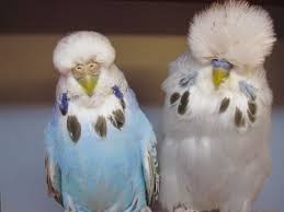 Pin By Sedat Tatlici On Budgies Budgies Budgerigar Birds