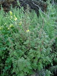 Image result for Parietaria debilis