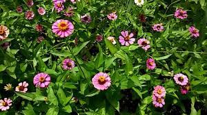 Check spelling or type a new query. Dollar Tree Flower Seeds Blooming Youtube