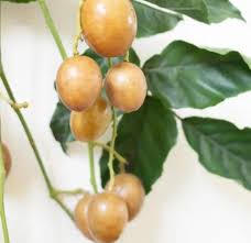 Image result for Clausena lansium