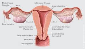 Der uterus bietet den raum. Aufbau Und Funktion Der Weiblichen Geschlechtsorgane