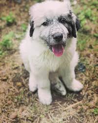 Lubbock county vacant land for sale. Great Pyrenees Puppies For Sale Lubbock Tx Great Pyrenees Puppies Facebook