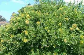 Image result for Cestrum parqui
