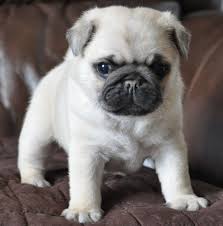 Pug Puppies For Sale Panacea Fl 267988 Petzlover