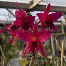 Image result for Xyris anceps