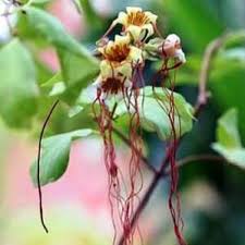 Image result for Strophanthus kombe