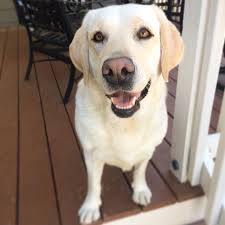 Jun 25, 2021 · places to visit in north carolina: Midwood Pet Sitting Licensed Insured Bonded
