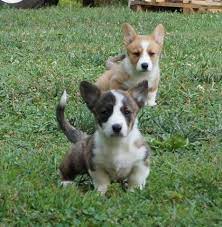 If you are unable to find your pembroke welsh corgi puppy in our puppy for sale or dog for sale sections, please consider looking thru thousands of pembroke welsh corgi dogs for adoption. Akc Cardigan Welsh Corgi Pups 1 S W The Tail For Sale In Maryville Tennessee Classified Americanlisted Com